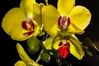 Orchidee4