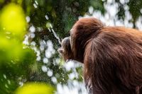 Durst ist schlimmer als Heimweh! (Orang Utan)